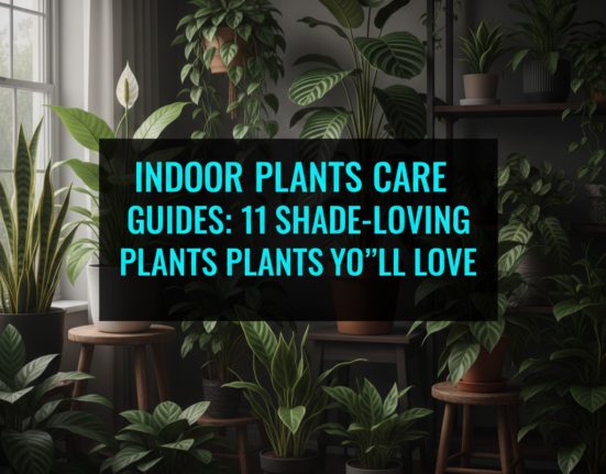 Indoor Plants Care Guides: 11 Shade-Loving Plants You’ll Love