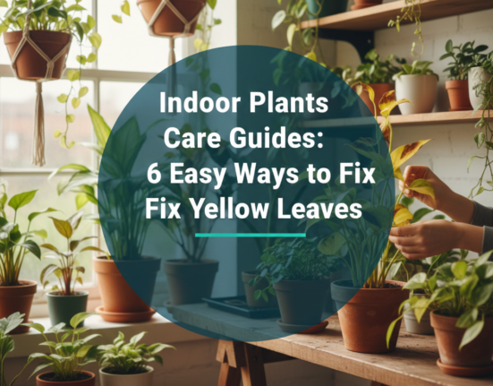 Indoor Plants Care Guides: 6 Easy Ways to Fix Yellow Leaves