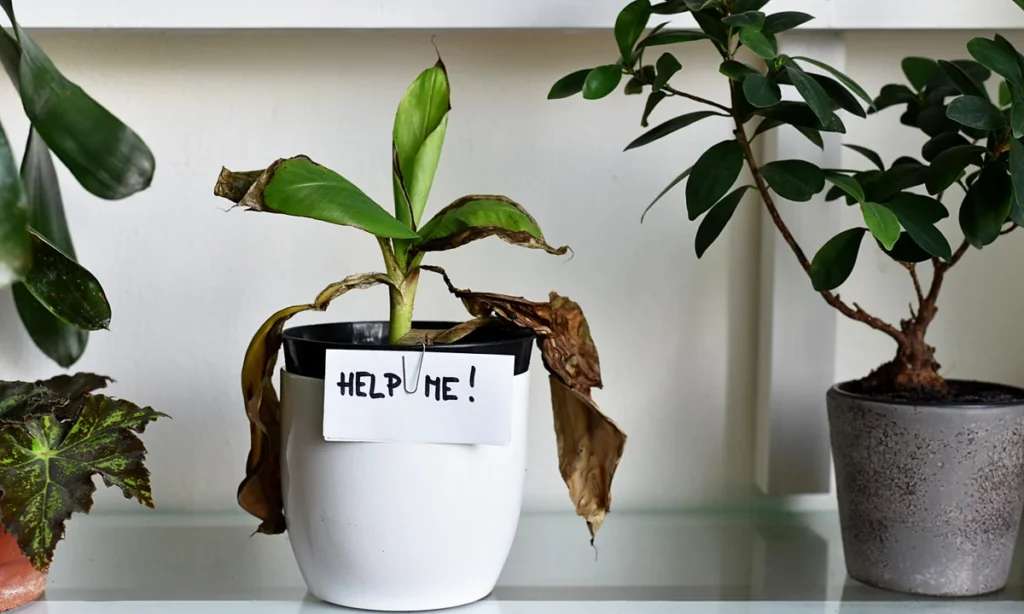 6 Fast Pest & Problem Control Fixes Every Indoor Plants Owner Needs
