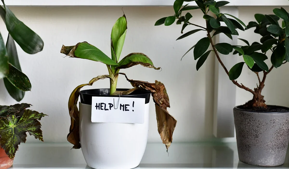 10 Smart Indoor Plants Care Hacks That Revived My Dying Plants