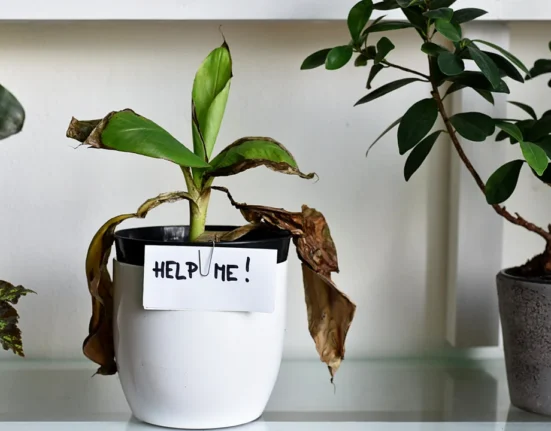 10 Smart Indoor Plants Care Hacks That Revived My Dying Plants