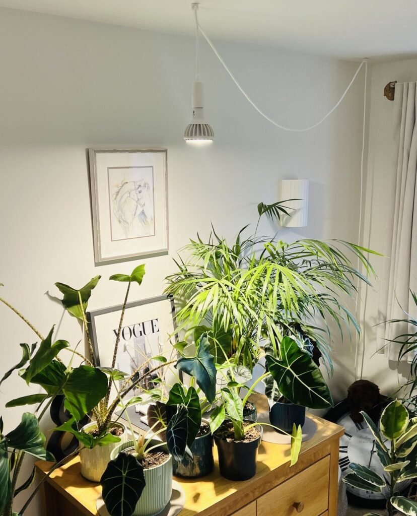 Indoor Plants Care Guides: 6 Smart Rotating Tricks for Even Growth