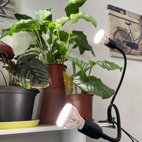 Indoor Plants Care Guides: 7 Best Plants for Dark Corners