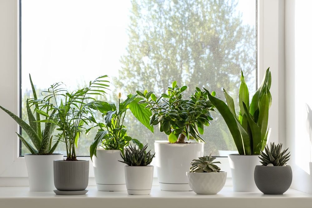 Indoor Plants Care Guides: 9 Smart Placement Ideas for Small Rooms