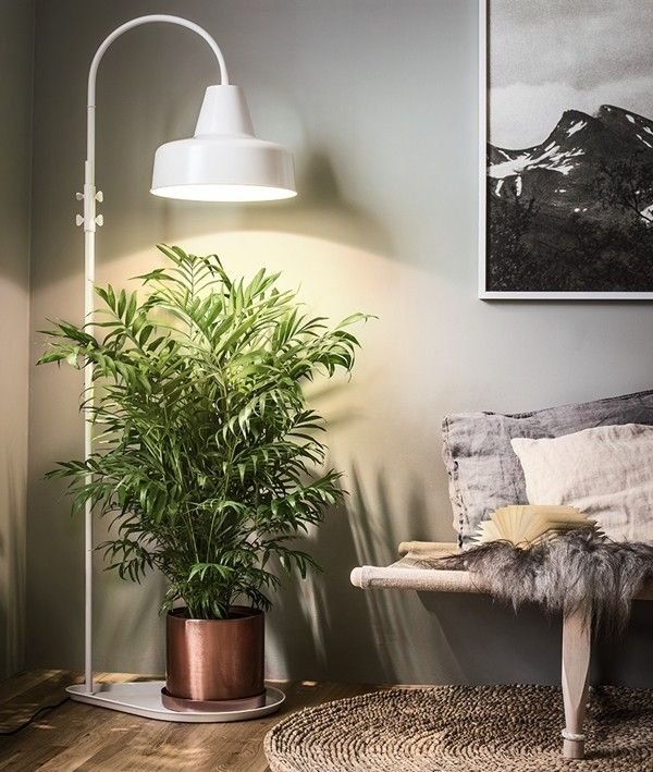 Indoor Plants Care Guides: 6 Smart Rotating Tricks for Even Growth