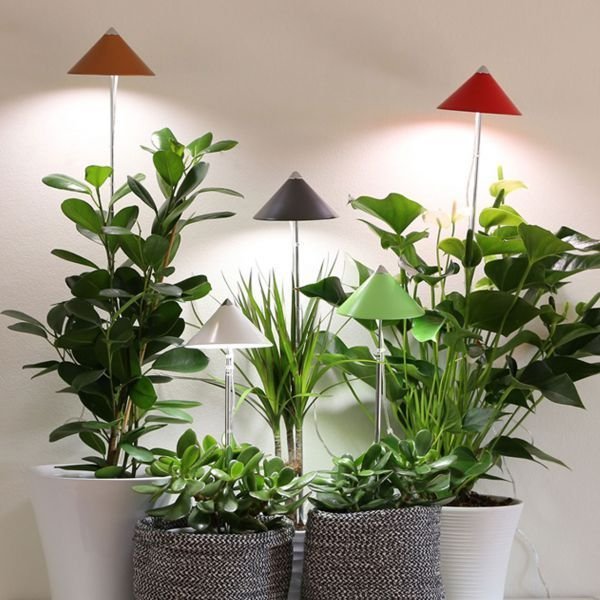 Zamioculcas zamiifolia)