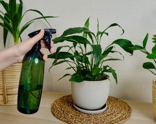 Indoor Plants Care Guides: 7 Proven Ways to Eliminate Plant Pests