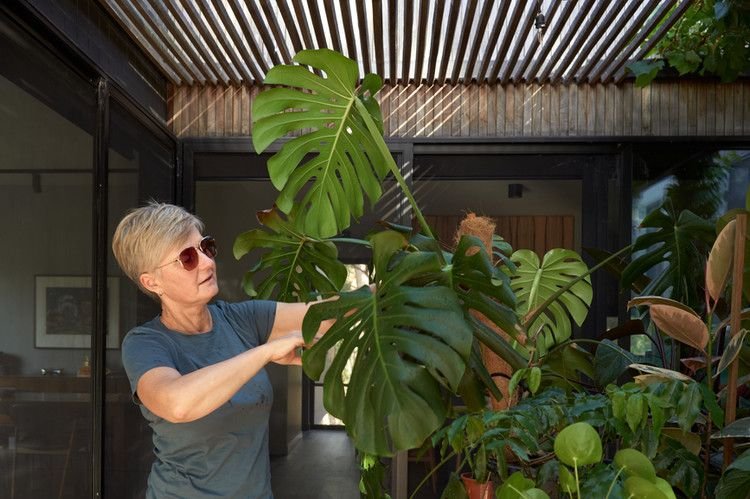 Indoor Plants Care Guides: 7 Easy Cleaning Hacks for Shiny Foliage