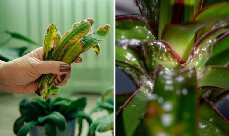 Indoor Plants Care Guides: 7 Proven Ways to Eliminate Plant Pests