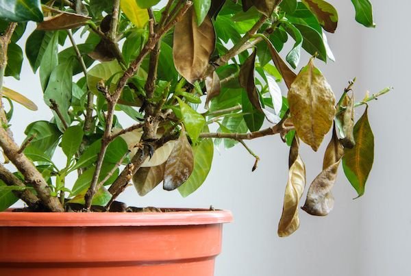 Indoor Plants Care Guides: 10 Essential Steps to Save Dying Plants
