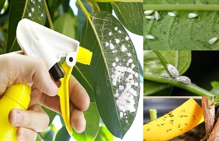 8 Proven Pest & Problem Control Tips That Saved My Indoor Plants