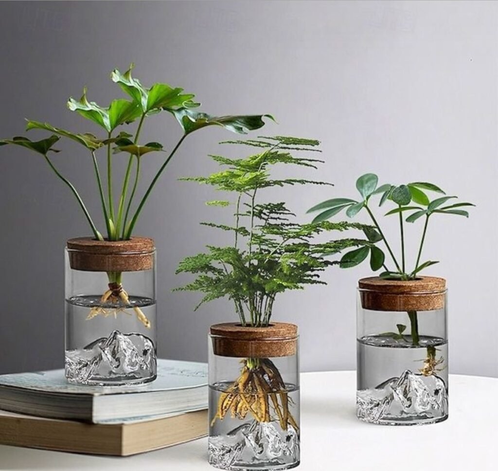 Indoor Plants Care Guides: 7 Overwatering Signs You Must Know