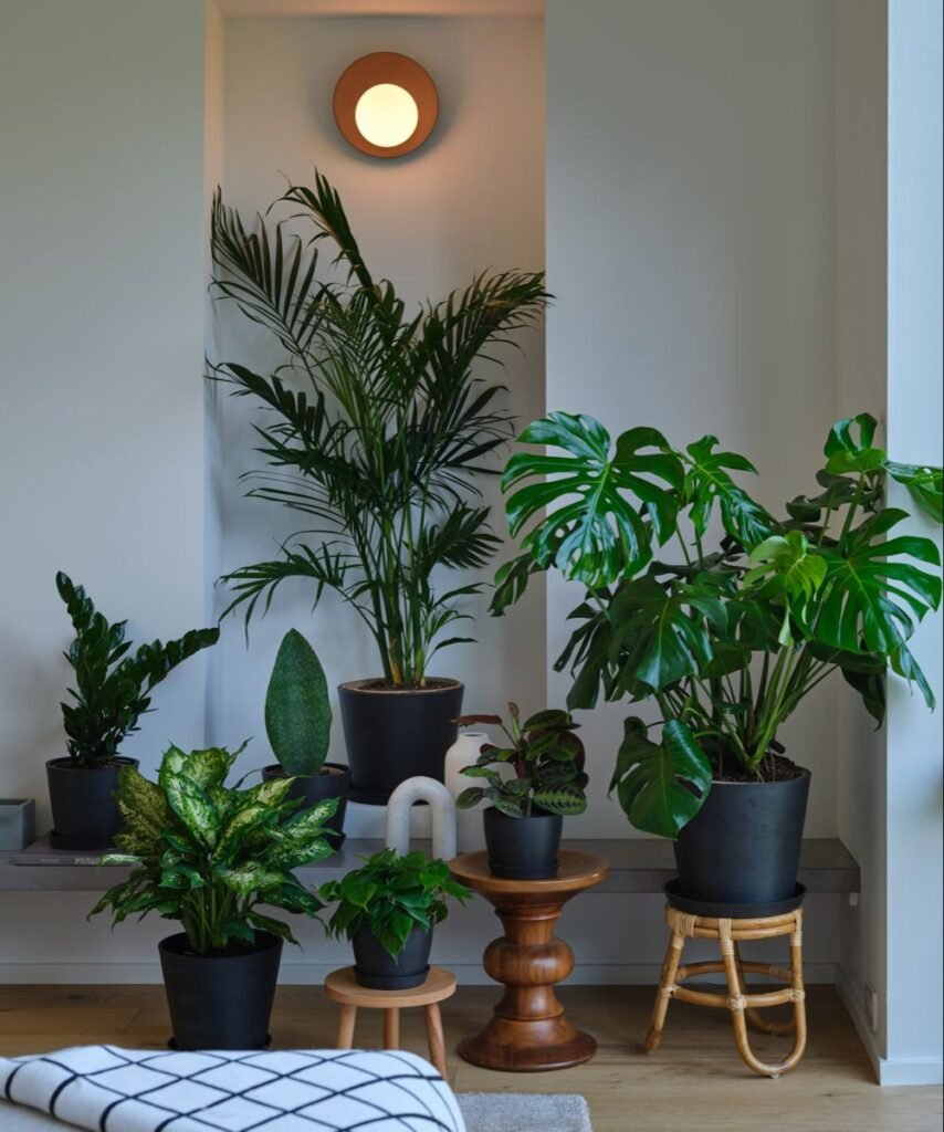 10 Easy Indoor Plants Placement Ideas That Actually Work