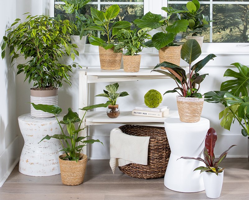 7 Stunning Indoor Plants Styling Ideas That Transformed My Room