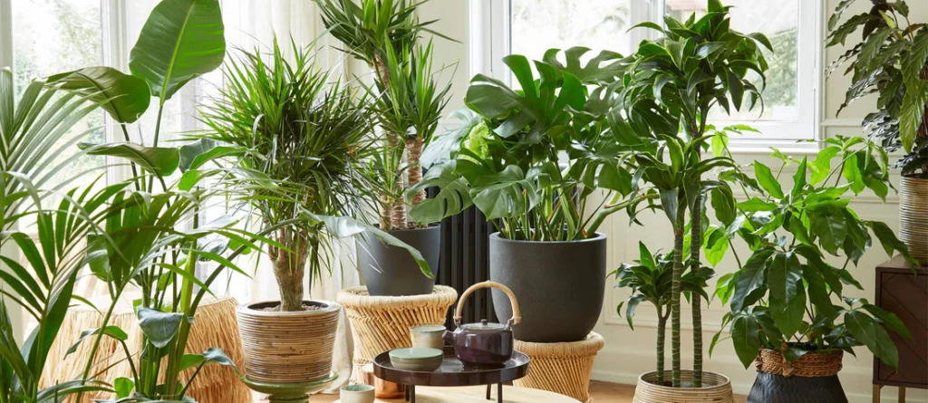 7 Indoor Plants Feeding Lessons from My Biggest Mistakes