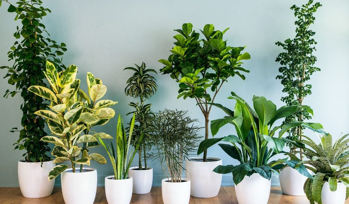 5 Indoor Plants Feeding Tips That Boost Growth Instantly