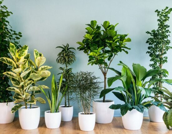 5 Indoor Plants Feeding Tips That Boost Growth Instantly