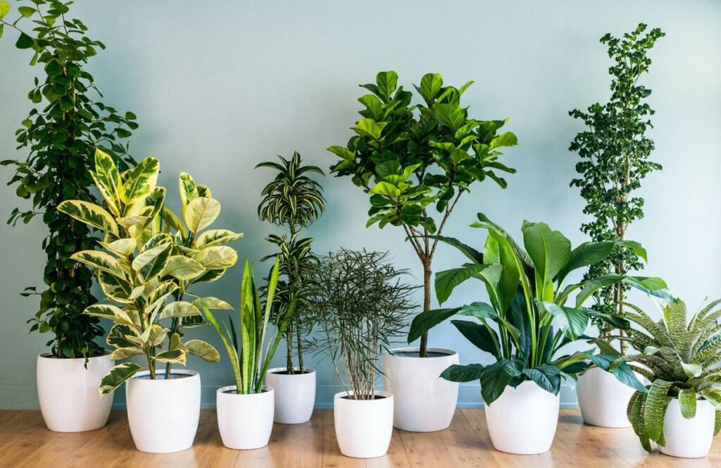 11 Essential Indoor Plants Decor Tips for Beginners