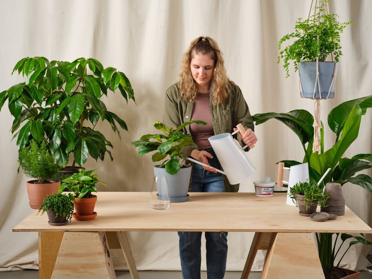 7 Indoor Plants Problem Mistakes I Learned the Hard Way