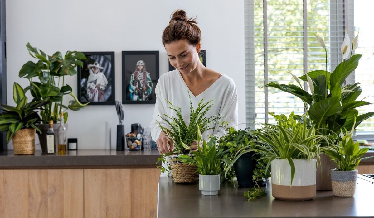 5 Indoor Plants Problem Fixes That Revived My Dying Plants