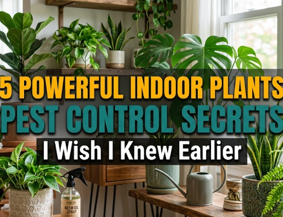 5 Powerful Indoor Plants Pest Control Secrets I Wish I Knew Earlier